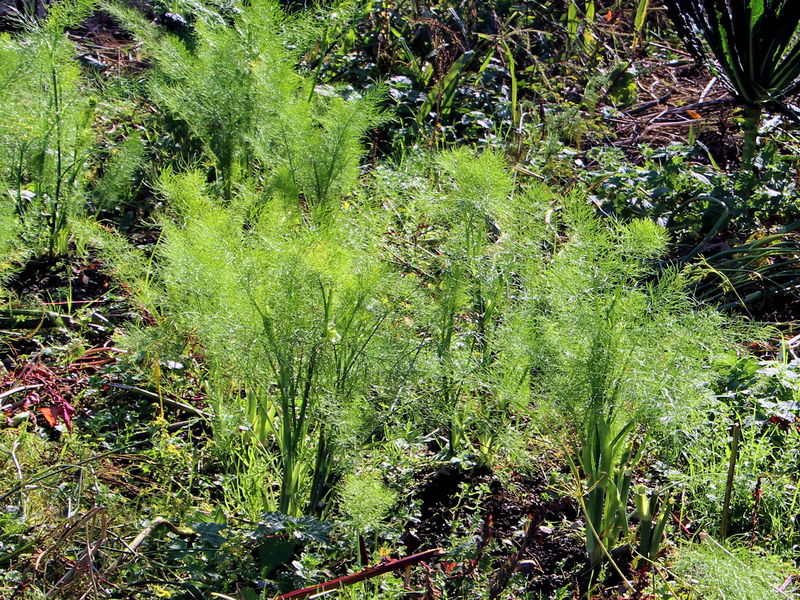 Datei:SG Fenchel7.jpg
