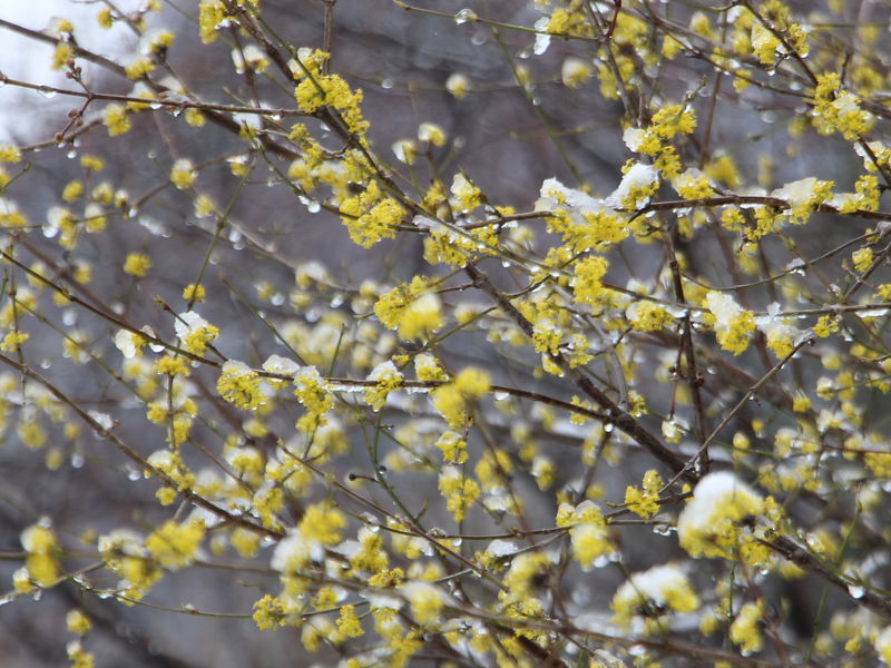 Datei:DIrndl Schnee 2015.jpg