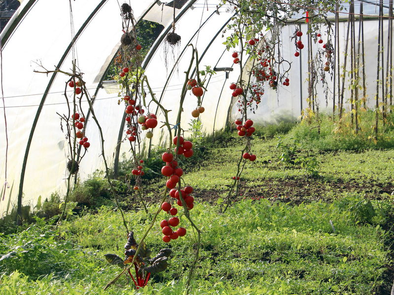 Datei:SG Folientunnel 2 Ende Okt.jpg