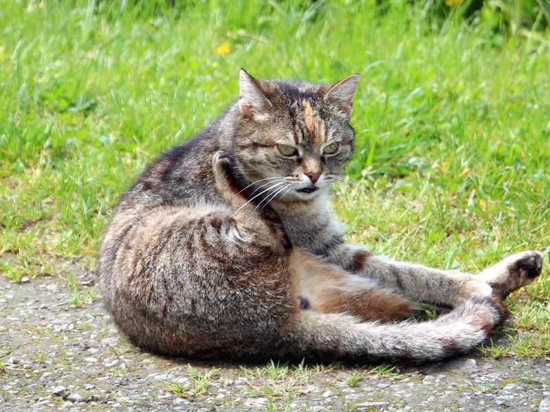 Datei:SG Katzenleben.jpg