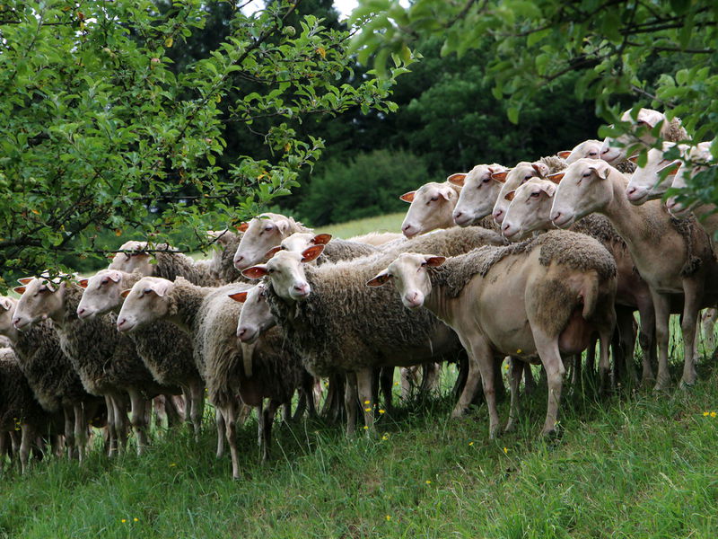 Datei:Eckbauuer Schafe.JPG