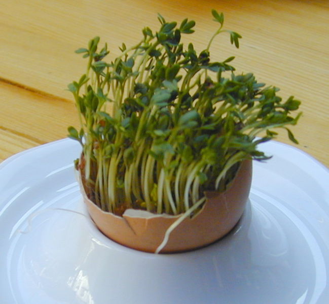 Datei:Ostern Kresse im Ei.jpg