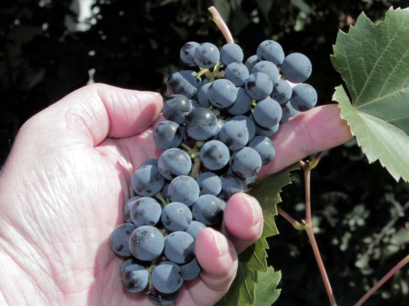 Datei:SG Weintrauben.jpg