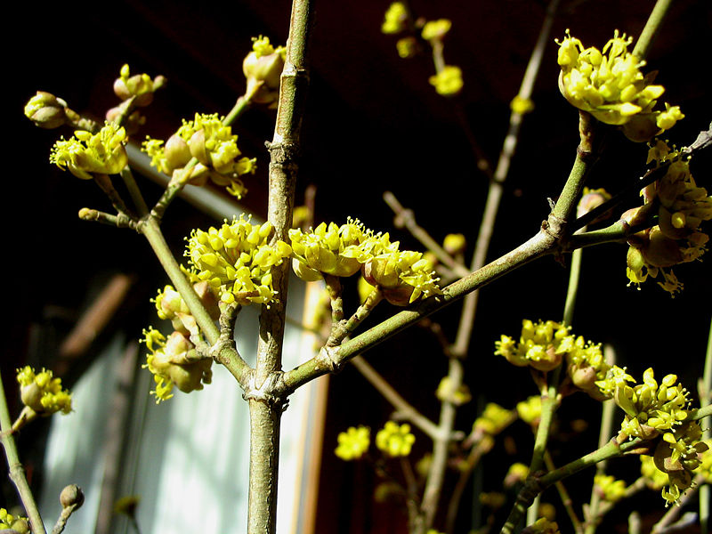 Datei:Dirndlblüten 8 r.jpg