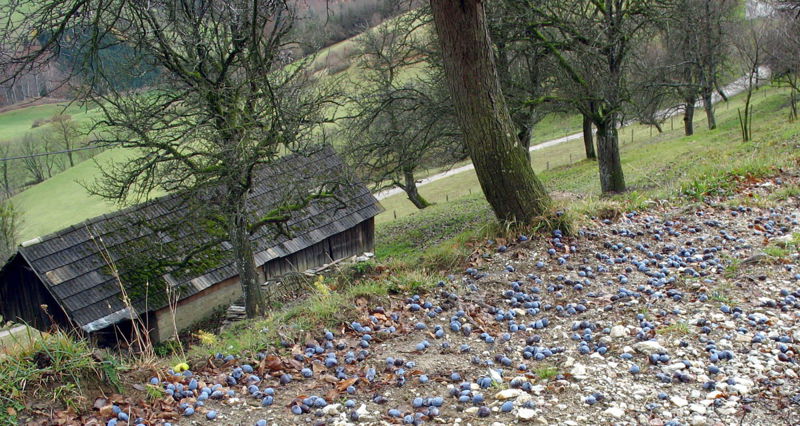 Datei:Streuobst Zwetschken Unterzoegernitz.jpg