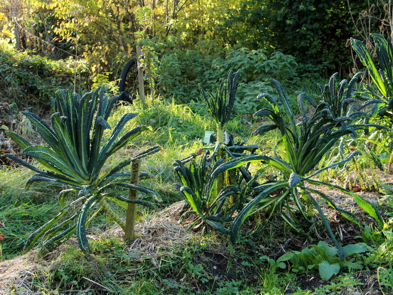 Datei:SG Palmkraut Nov.JPG