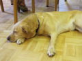 SNH-Seminarhund.jpg