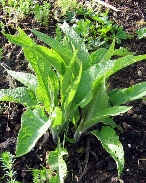 Datei:SG Beinwell hochf.jpg