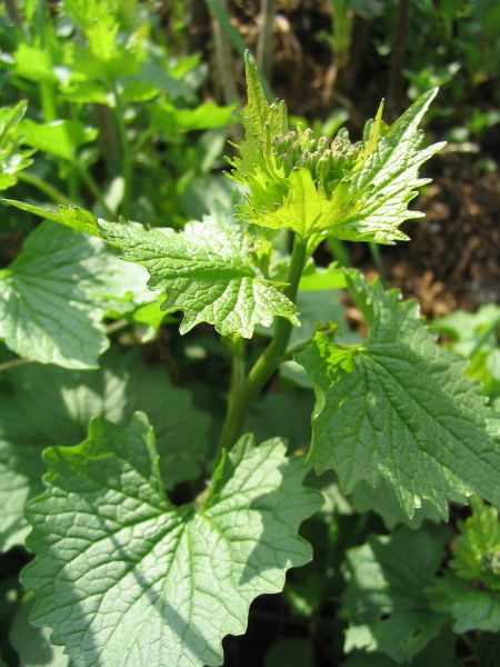 Datei:Knoblauchsrauke (Alliaria petiolata).jpg