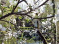 ST Teichbrücke Blüte.jpg
