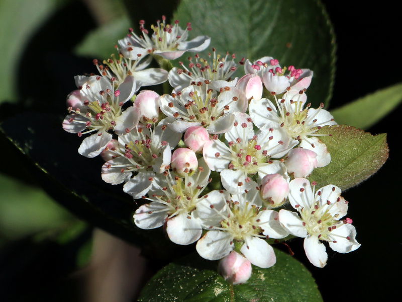 Datei:SG Apfelbeerenblüte6.jpg