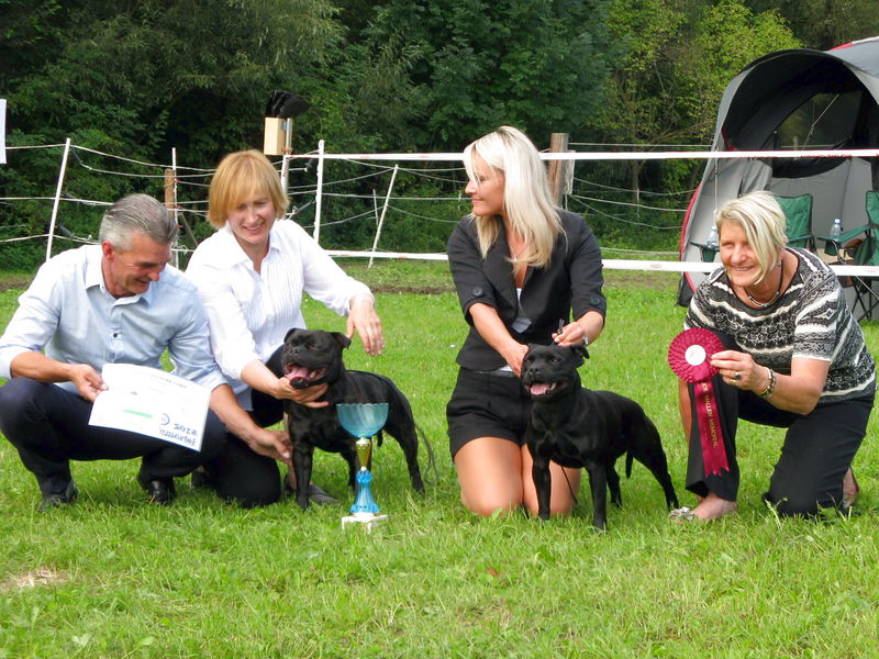 Datei:Stafford Bullterrier Treffen2014.jpg
