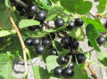 Ribisel Detail vor.jpg