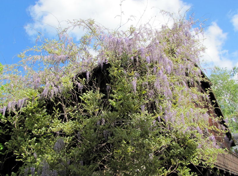 Datei:SH-Vierkanthof Blauregenblüte.jpg