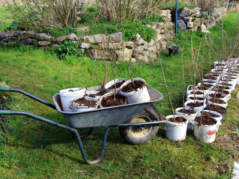Datei:Sg Dirndlpflanzenparade.jpg