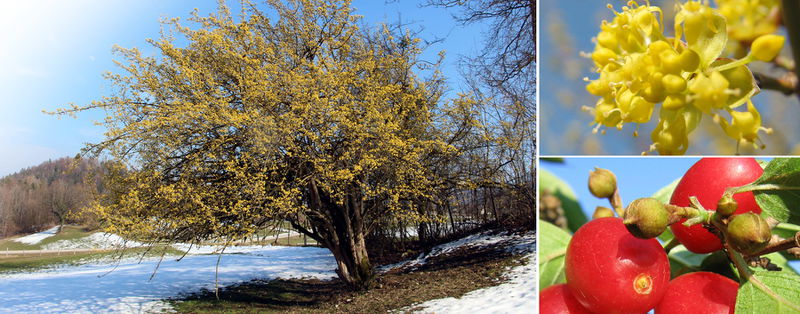 Datei:Dirndlblüte-Header.jpg