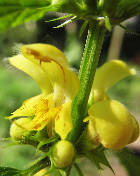 Datei:Blüte Taubnessel.jpg