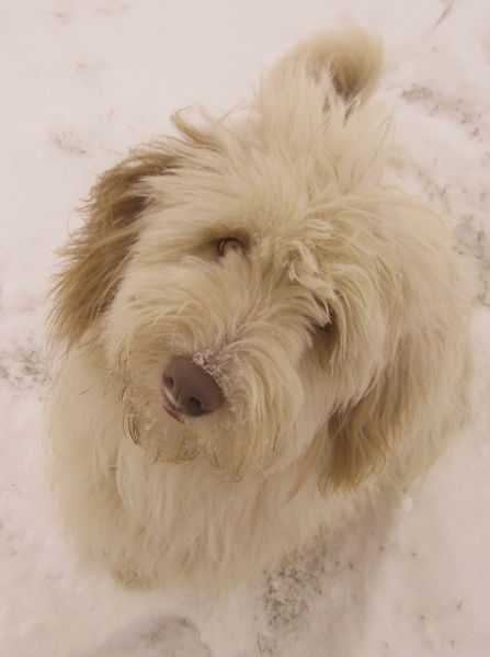 Datei:Weißer Hund Schnee.jpg