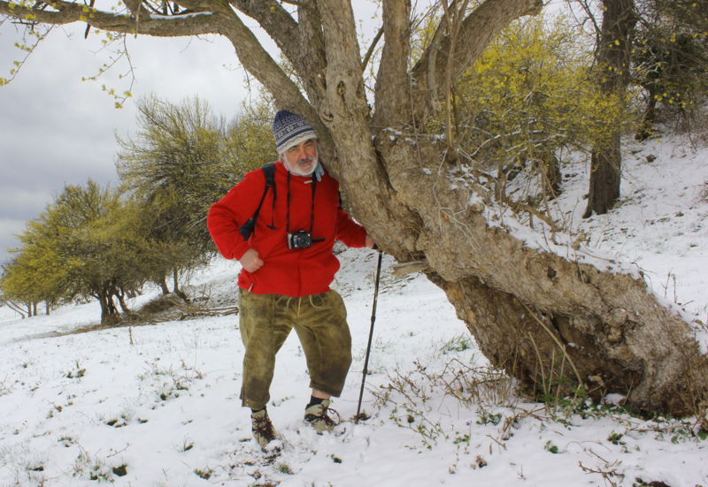 Datei:Dirndlblüte OZögernitz JW.jpg