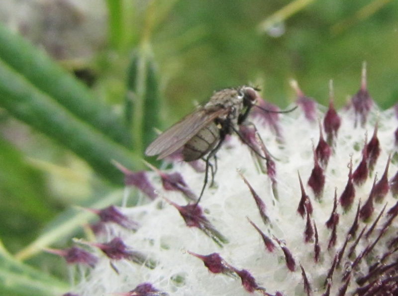 Datei:EST Distelblüte-Fliege .jpg