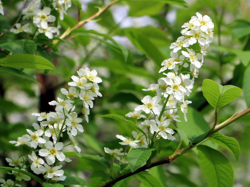 Datei:SG Elixenblüte.jpg