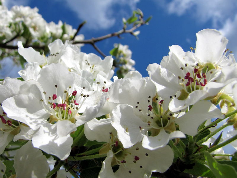 Datei:SG Mostbirnblüte .jpg