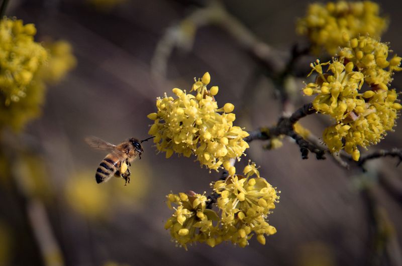 Datei:Biene vor Dirndlblüte.jpg
