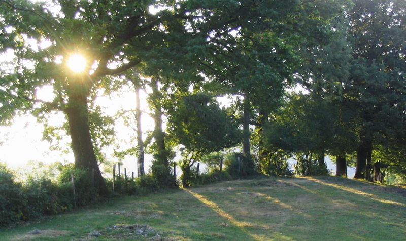 Datei:Gegenlicht Hecke Leindlgraben.jpg