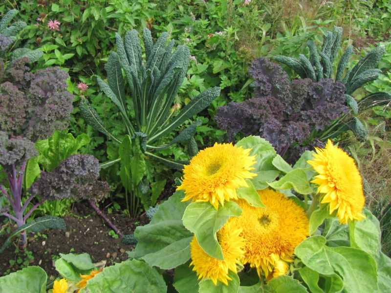 Datei:SG Kraut u Sonnenblumen.jpg