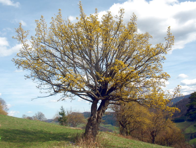 Datei:Blühend dirndlbaum hofberg.jpg