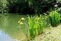 Idyll am Teich.jpg