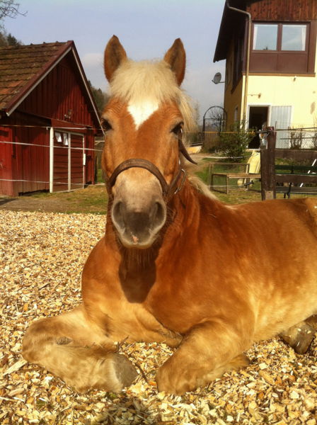 Datei:Ari schläft.jpg