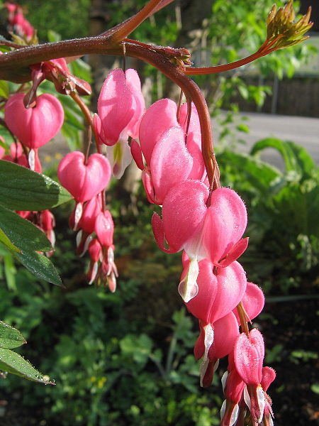 Datei:Dicentra spectabilis.jpg
