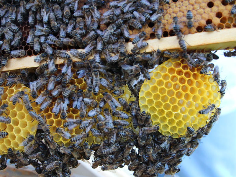 Datei:Bienenwabe9.jpg
