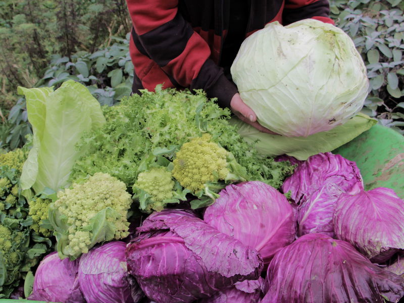 Datei:SG-Kraut u Broccoliernte.jpg