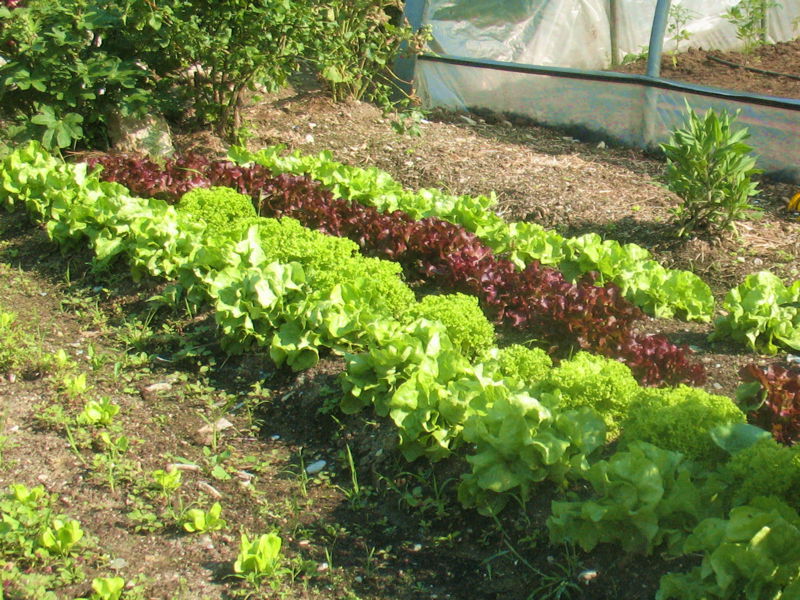 Datei:SG-Salatproduktion2.jpg