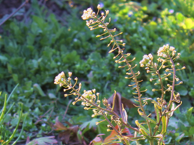 Datei:SG Hirtentäschel1.jpg