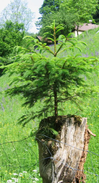 Datei:EST Fichte auf Obstbaum.jpg