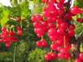 SG-Rote Ribisel gr.jpg