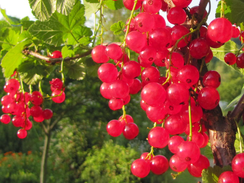 Datei:SG-Rote Ribisel gr.jpg