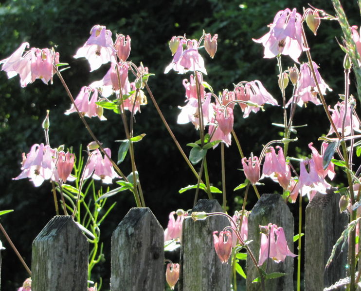 Datei:SG Blumen Zaun.jpg