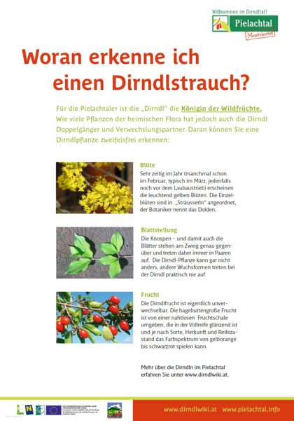 Datei:Tafel Merkmale Dirndl.jpg