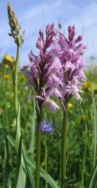 Datei:Orchideen Eisenstein 2009.jpg