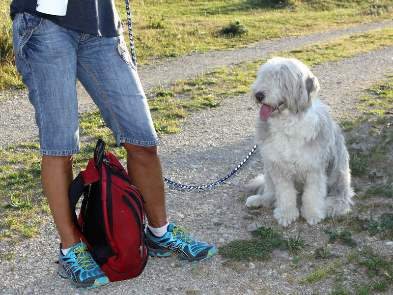 Datei:Paula als Leihwanderhund.jpg
