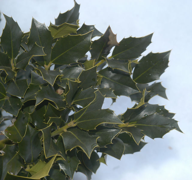 Datei:Ilex aquifolium 040319 01.jpg