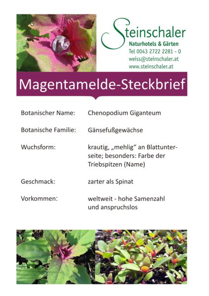 Datei:Magentamelde Karte11V1S1.jpg