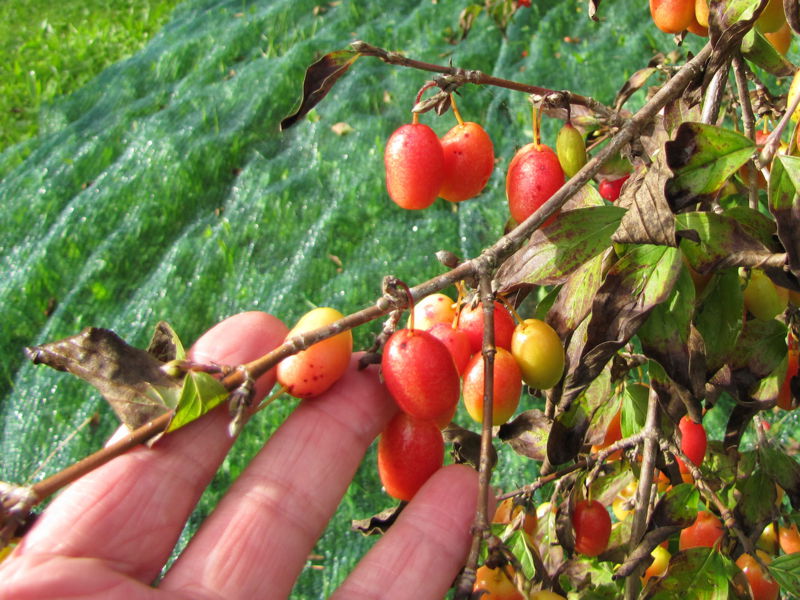 Datei:Dirndlast Hand6.jpg