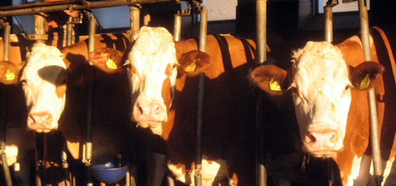 Datei:Kühe Edtbauer.jpg