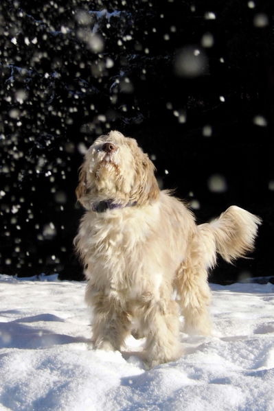 Datei:Paula erster Schnee.jpg