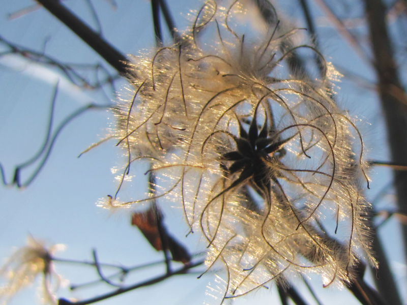 Datei:Sg Samen Waldrebe.jpg